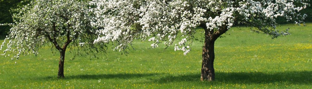 Obstbaumpflege-Fortbildung