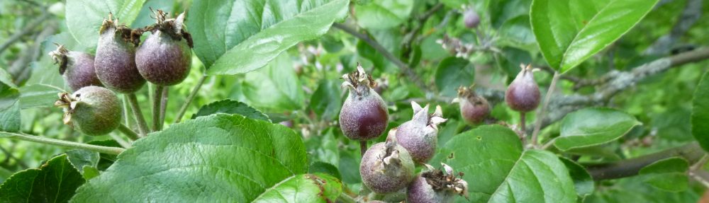 Obstbaumpflege-Fortbildung