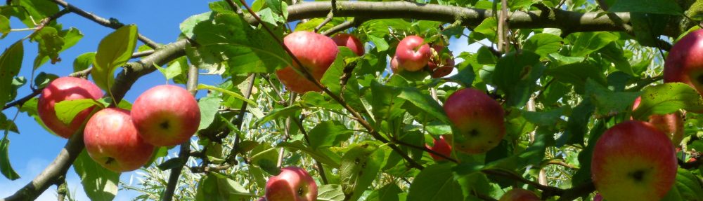 Obstbaumpflege-Fortbildung