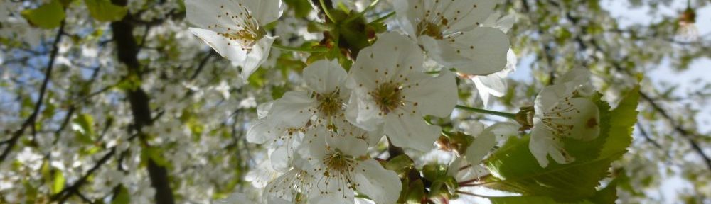 Obstbaumpflege-Fortbildung