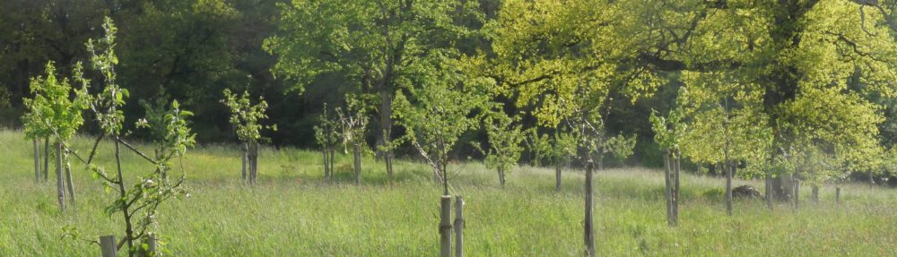 Obstbaumpflege-Fortbildung